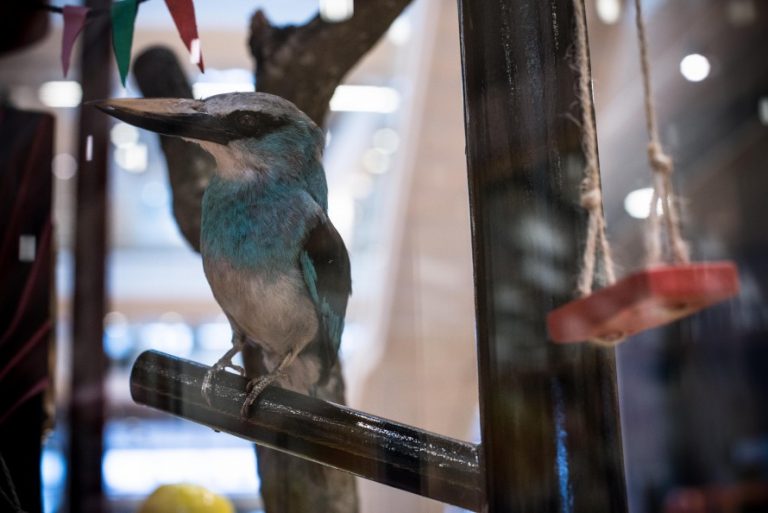 Liten skulptur av en fågel med blått bröst. Christoffer Paues, All Världens Djur