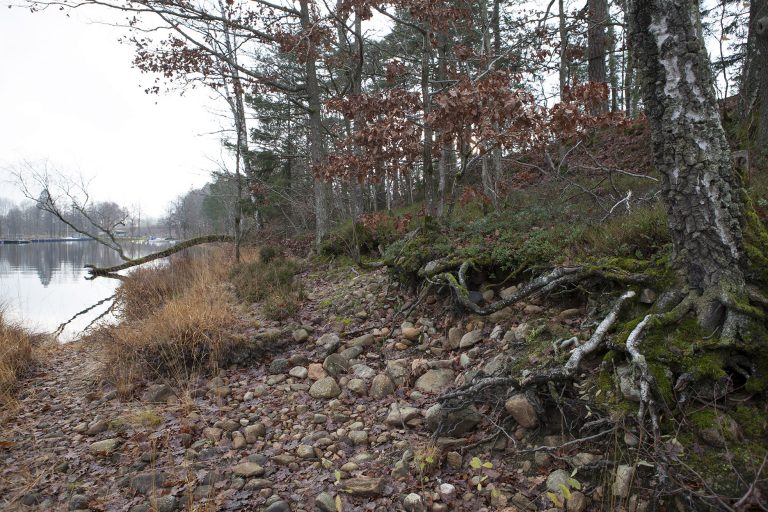 Träd och stenar vid ett vattenbryn
