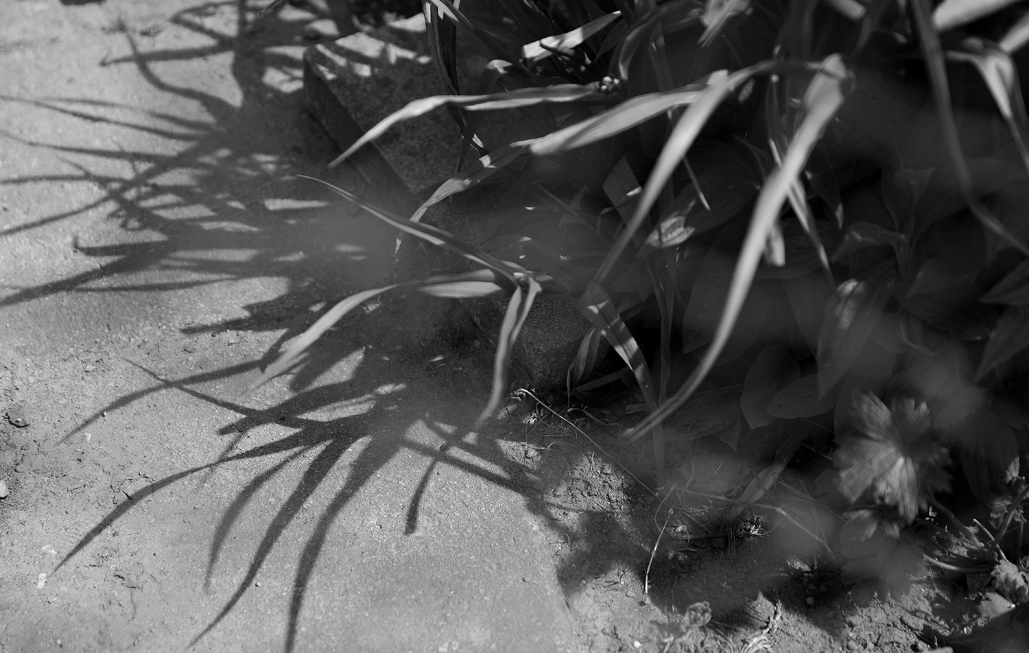 Blad och asfalt