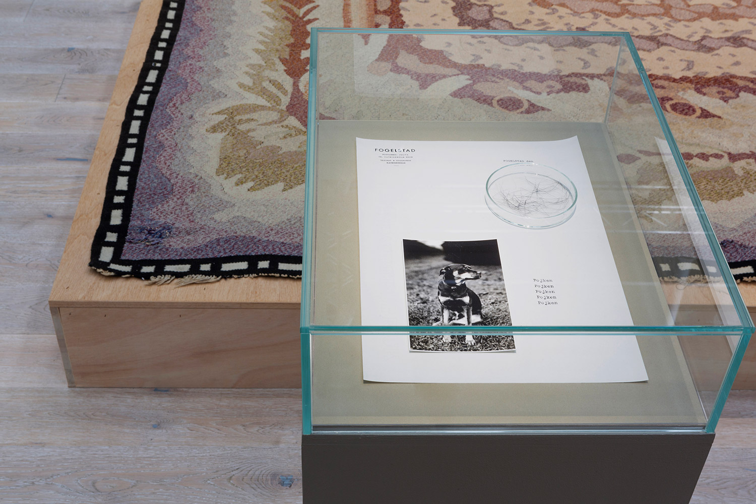 Bild på en hund i en inglasad monter