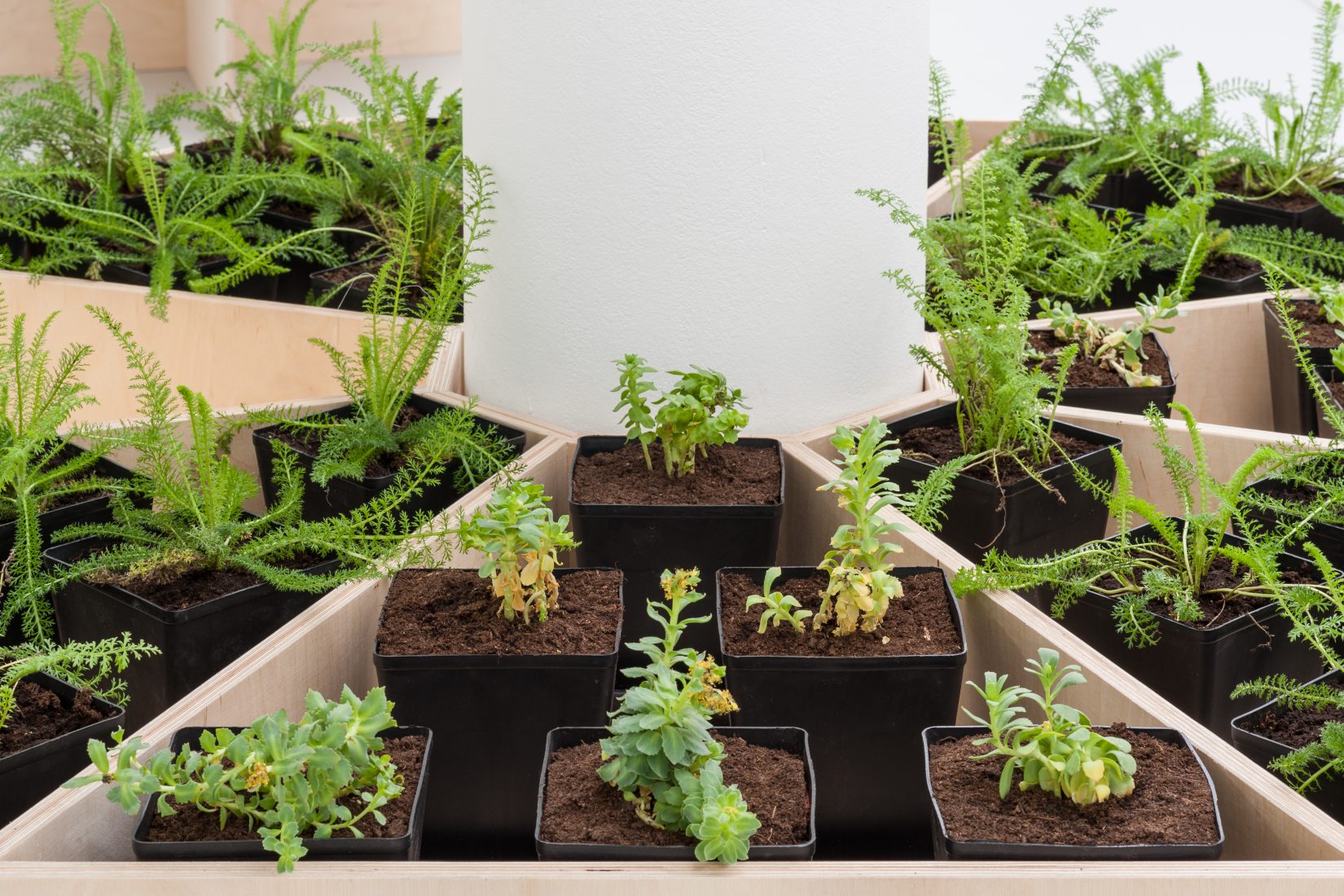 Småplantor satta i små krukor i en cirkelform.