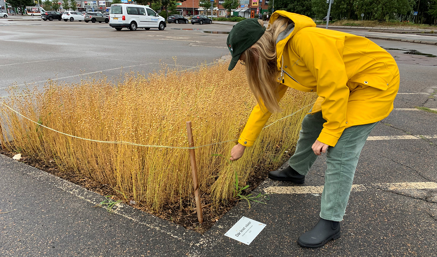En kvinna drar i linstrån som växer på en parkeringsplats. Hon har grön keps och gul regnjacka på sig.