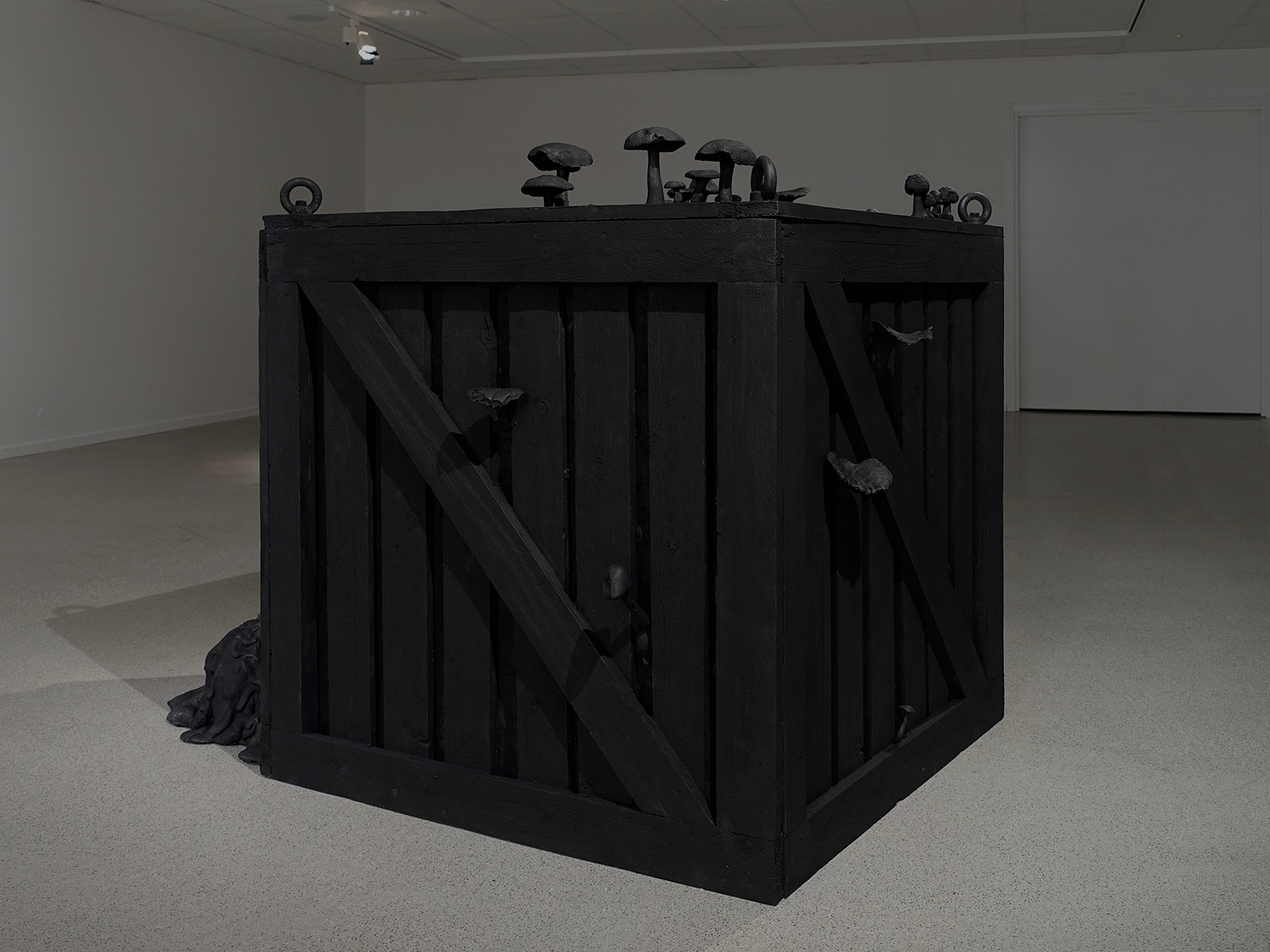 Stor svart trälåda med svarta svampar på ovansidan och svampar som tränger sig ut genom springor på lådans sidor.