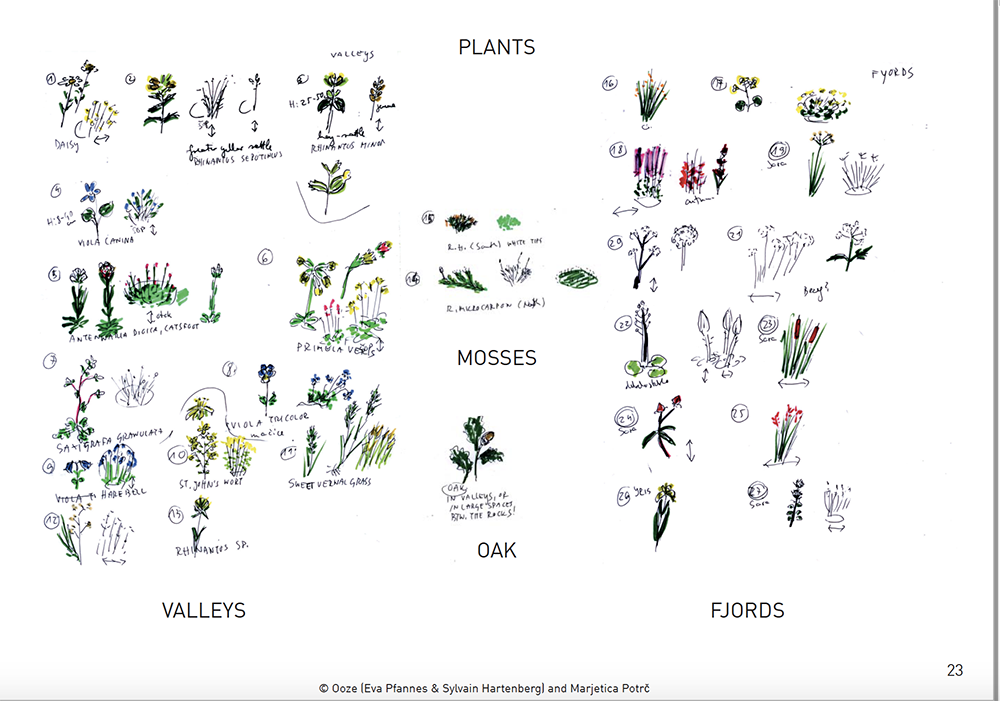 Målningar av olika sorts växter på ett vitt ark.