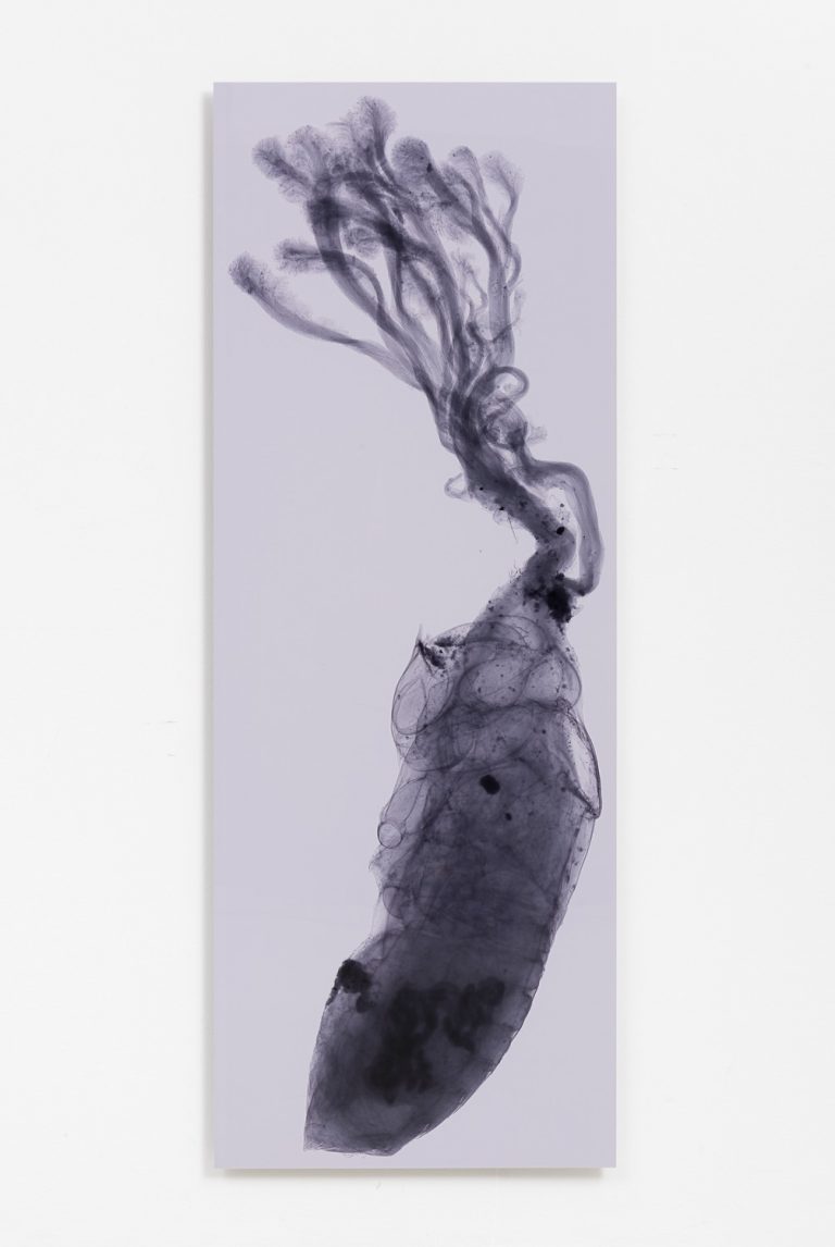 En röntgenbild av en svampinfekterad cikadanymf