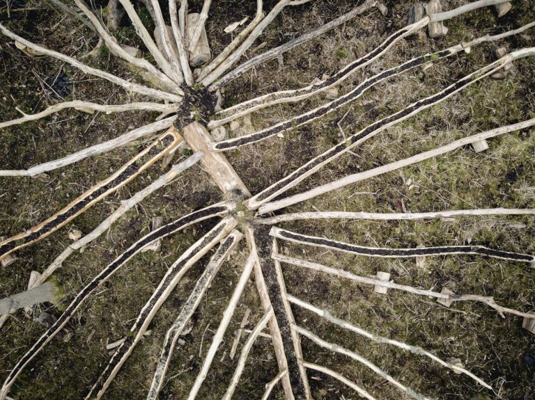 Avbarkade almträd ligger på marken och bildar ett vackert mönster.