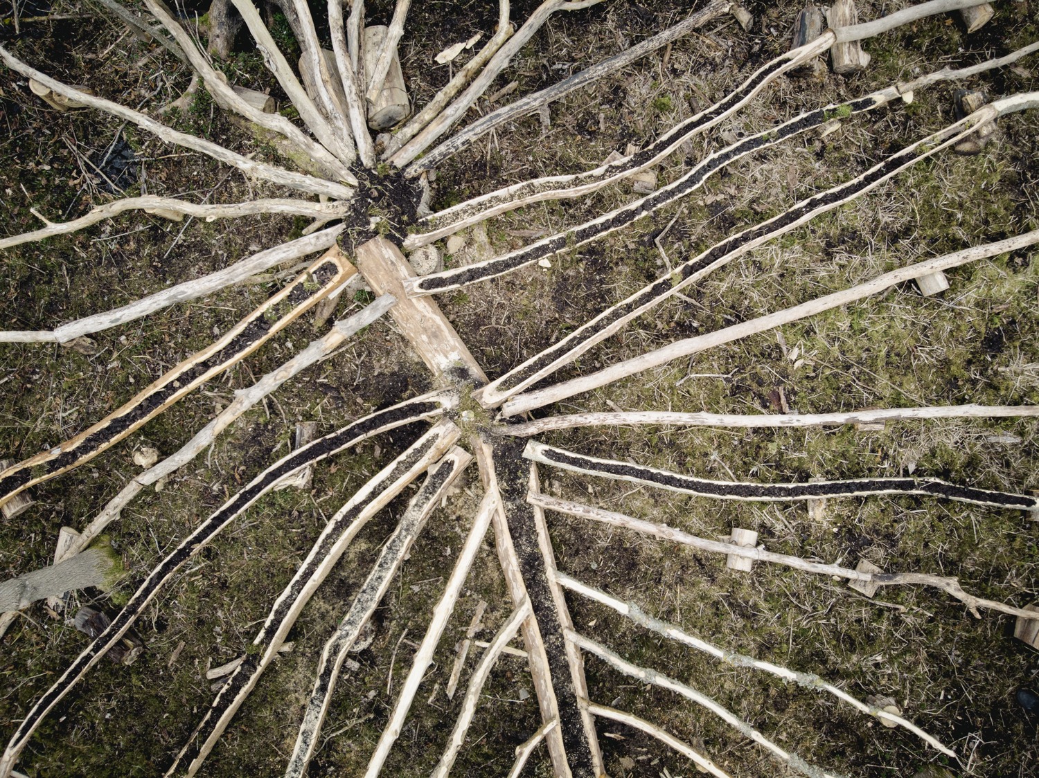 Avbarkade almträd ligger på marken och bildar ett vackert mönster.