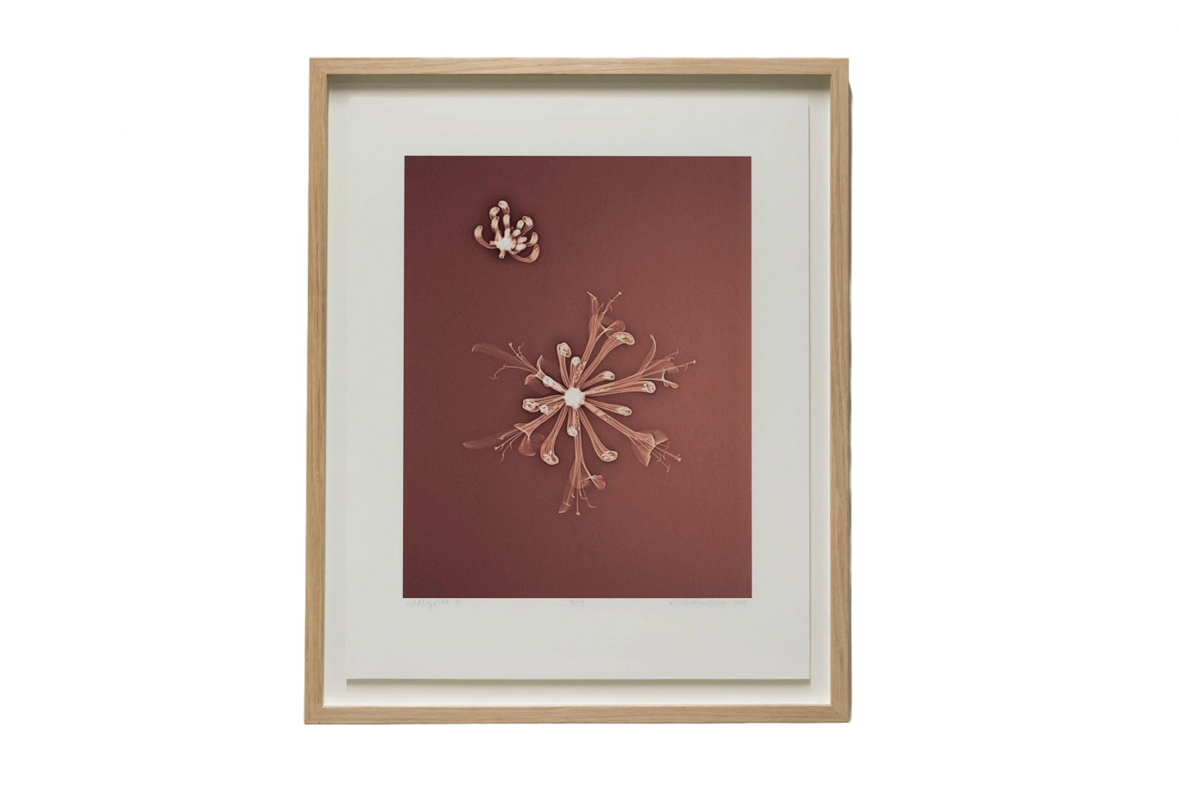 En inramad bild av en blomma
