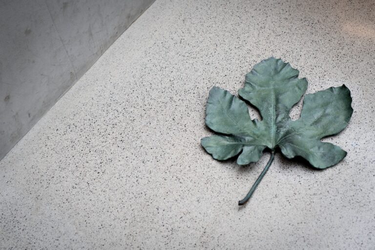 Ett grönt blad som ligger på marken