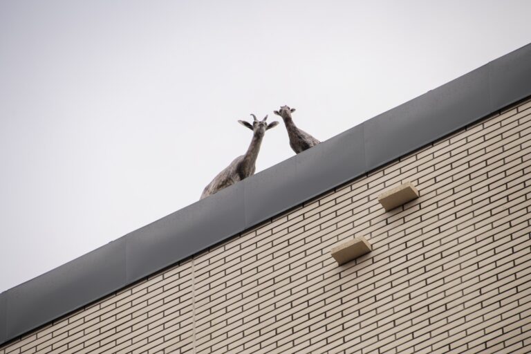 skulptur på tak