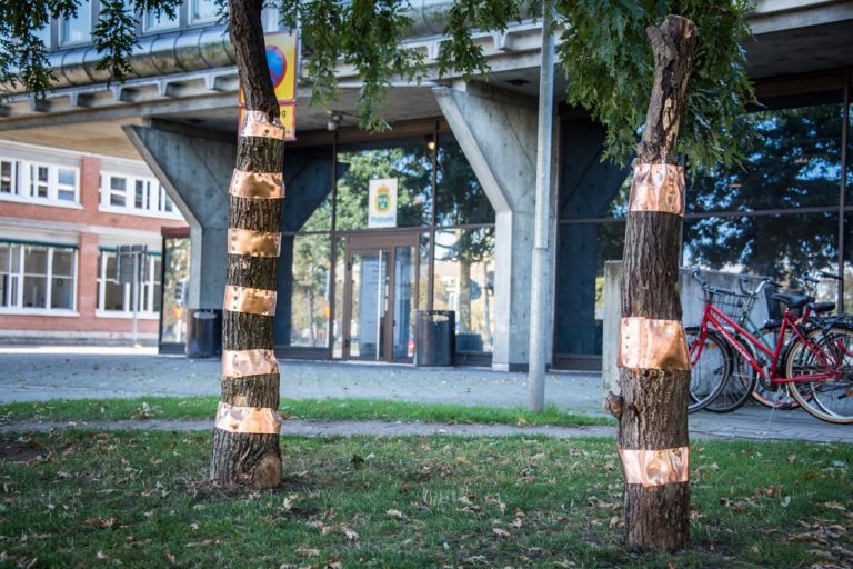 På gräsplätten utanför polisstationen står två ojämna trädstammar, randiga av breda kopparband som omfamnar stammen vid varje fog, där den är itusågad, och håller ihop den. Runo Lagomarsino, A country’s landscape.