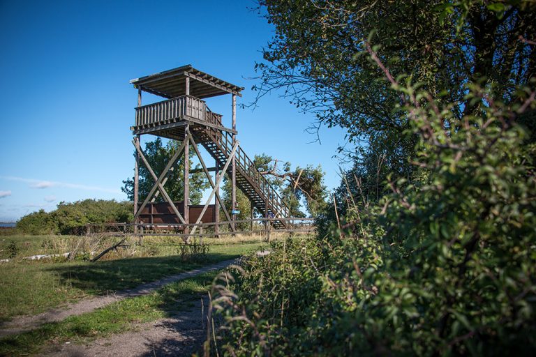 Det snickrade fågeltornet vid Beijershamn på Öland. Himlen är blå, i förgrunden ett buskage. Pia Sandström, Minnet Orden Marken..