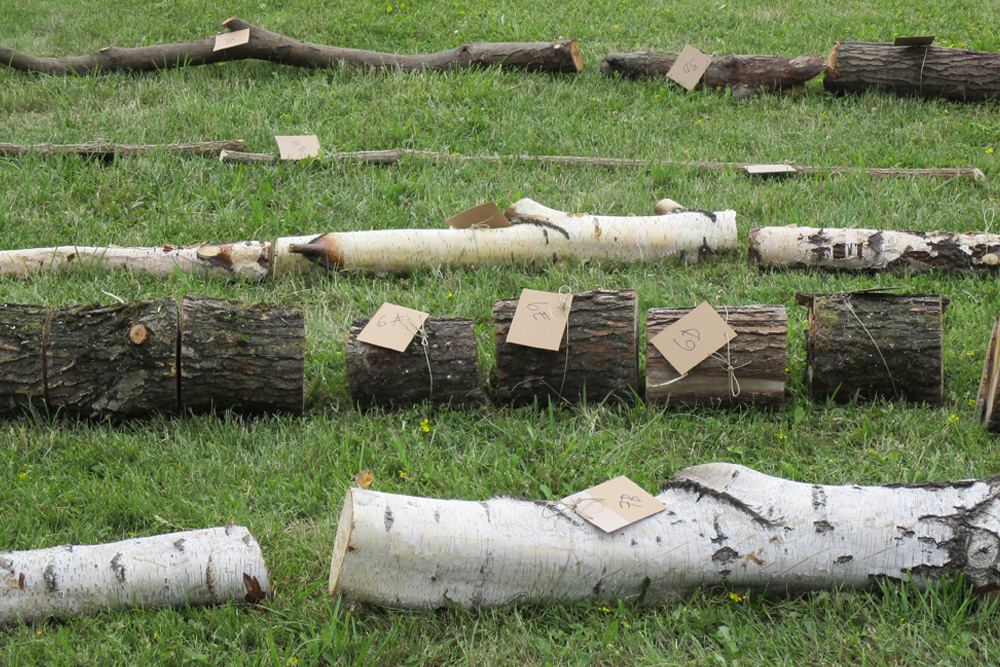 Delar av söndersågade trästammar ligger uppradade i gräset. Delarna har märkningslappar. Runo Lagomarsino, A country’s landscape