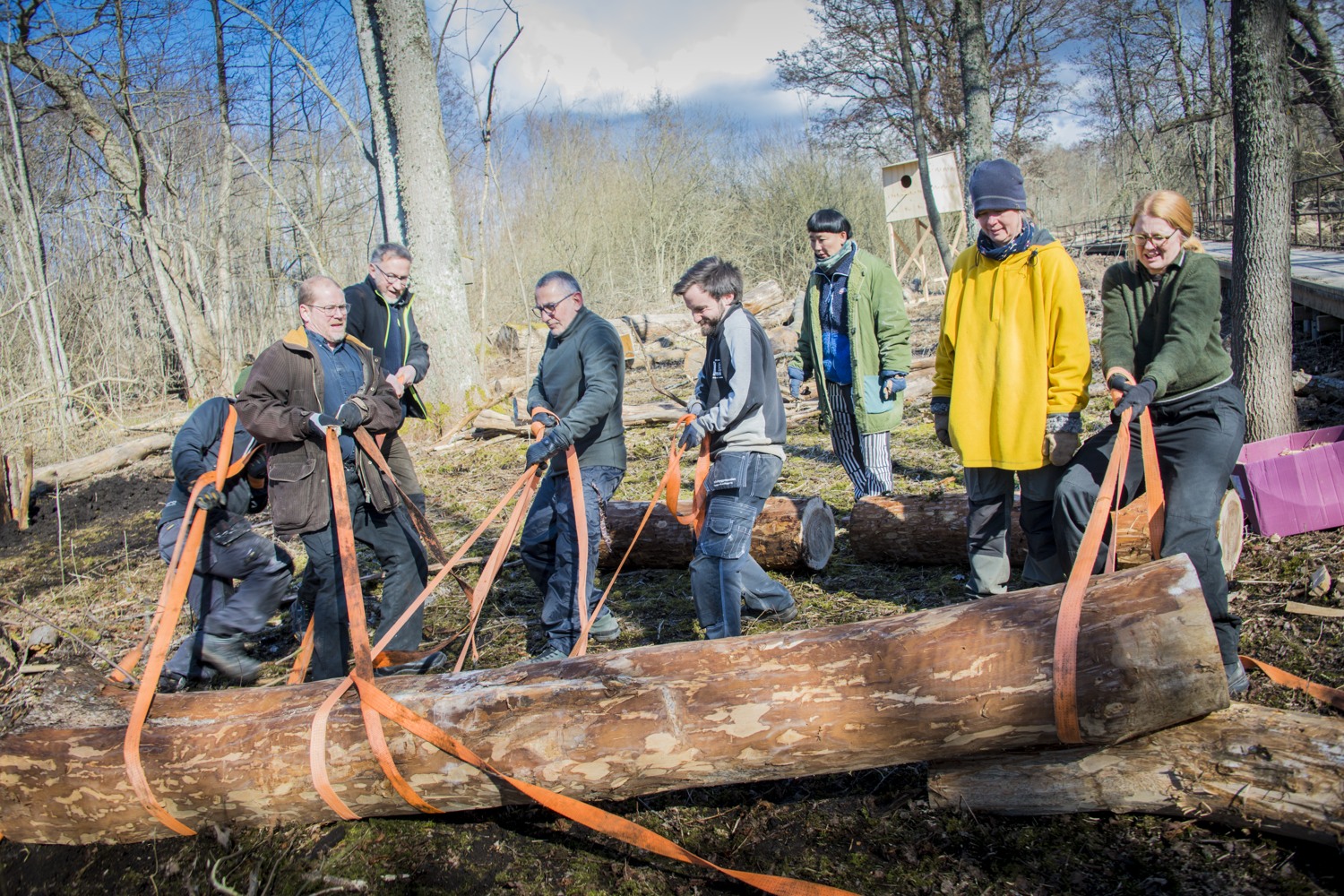 Några personer som tillsammans drar en tung stock av almträd över marken.