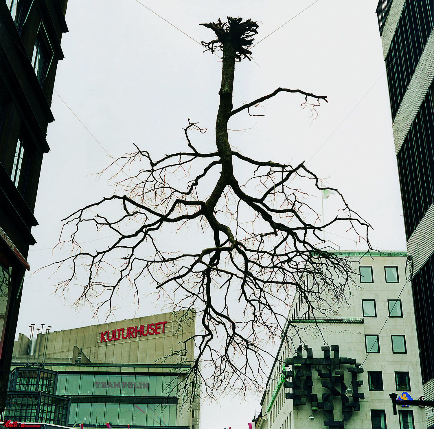 Ett upp och ner vänt träd