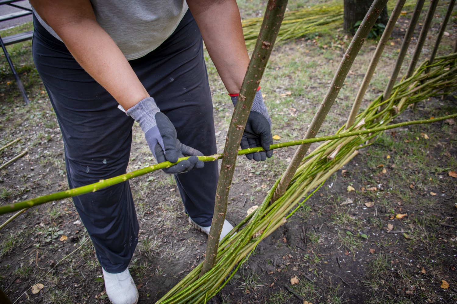 En kvinna beskär ett träd med ett par handskar.
