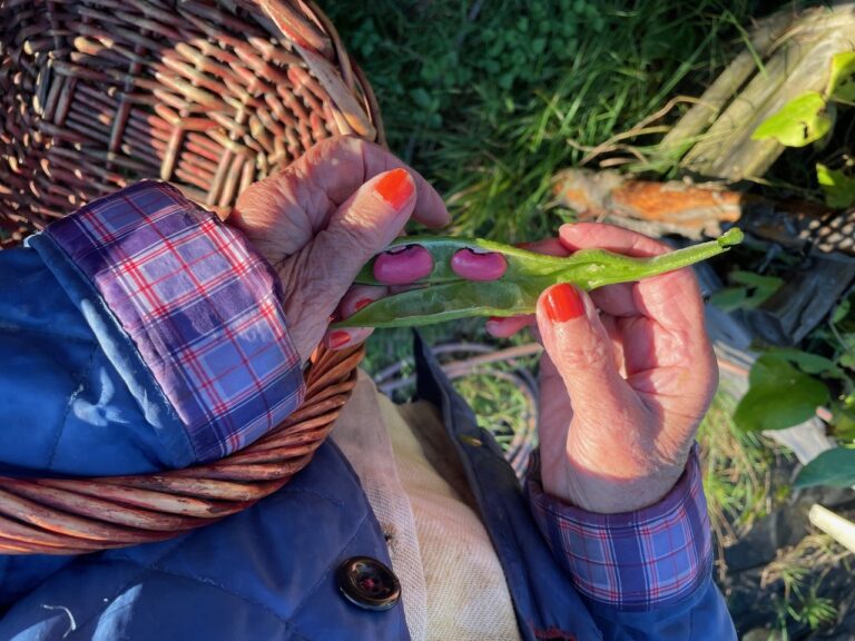 Händer som håller i en sockerärta