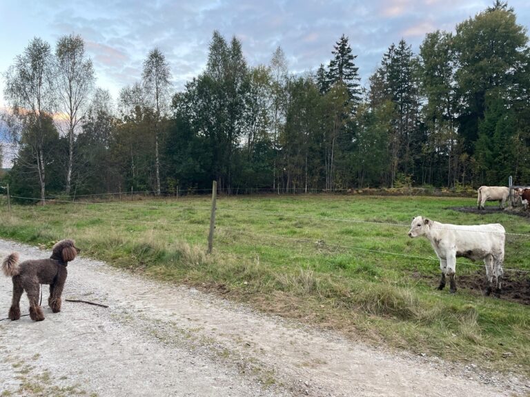 Kor och en hund