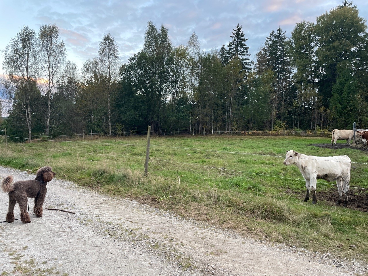 Kor och en hund