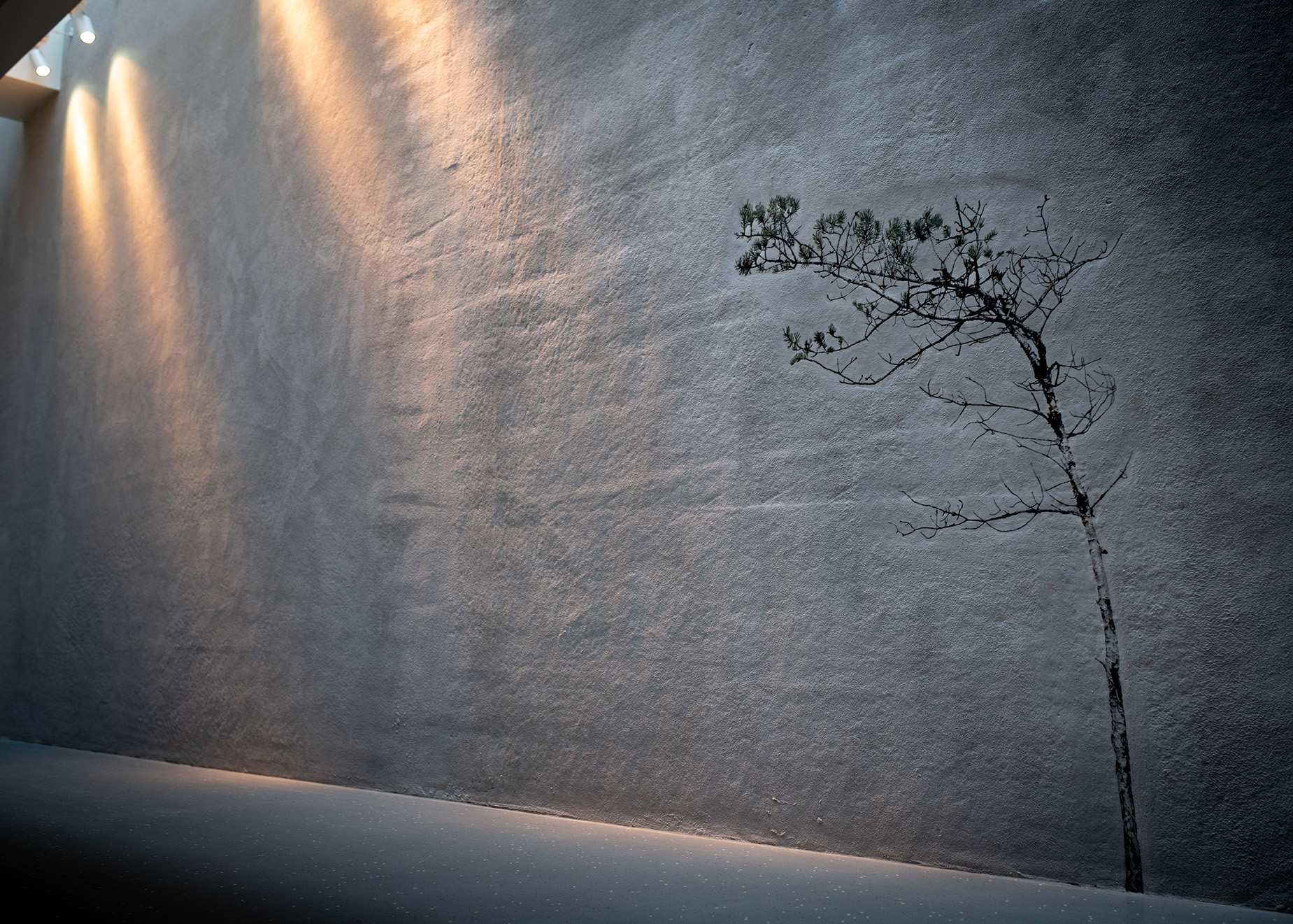 Image of a lit wall with a pine, from above.