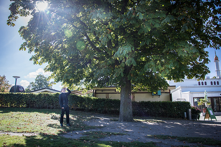 En man står på en gräsmatta under en lummig kastanj och tittar upp mot bladverket. I bakgrunden en moské. James Webb, Theres no place called home