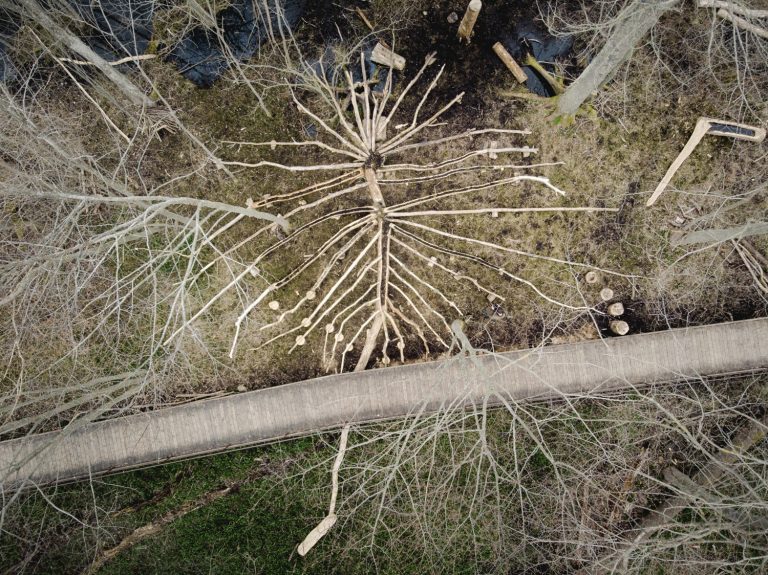 Flygfoto på almträd som bildar mönster nere på marken.
