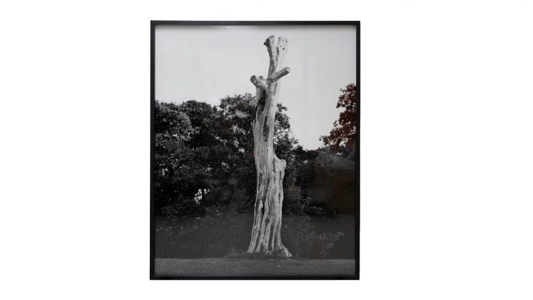 Ett foto på ett dött träd